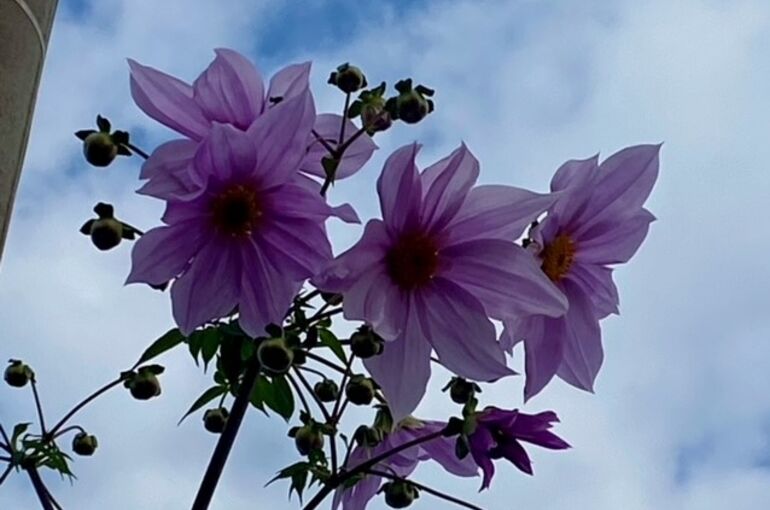 みず穂で皇帝ダリアが咲きました えむえむブログ 伊万里市のデイサービスみず穂 えん家の公式ブログです