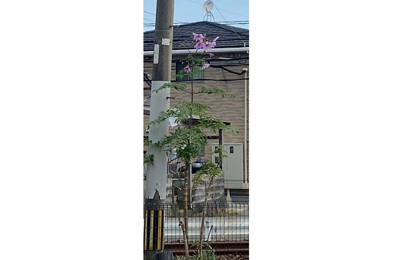皇帝ダリア3
