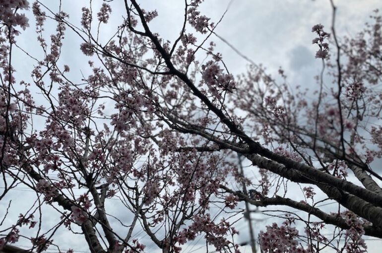 桜①