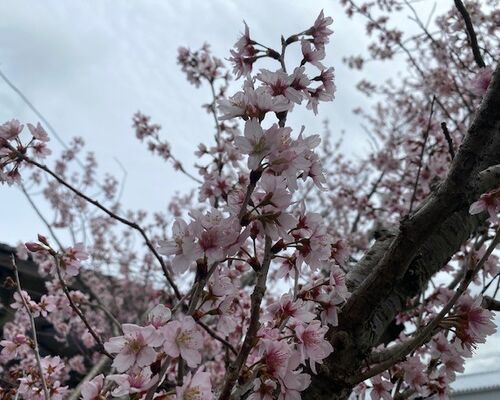 桜②