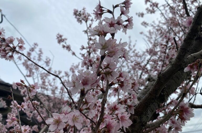 桜②