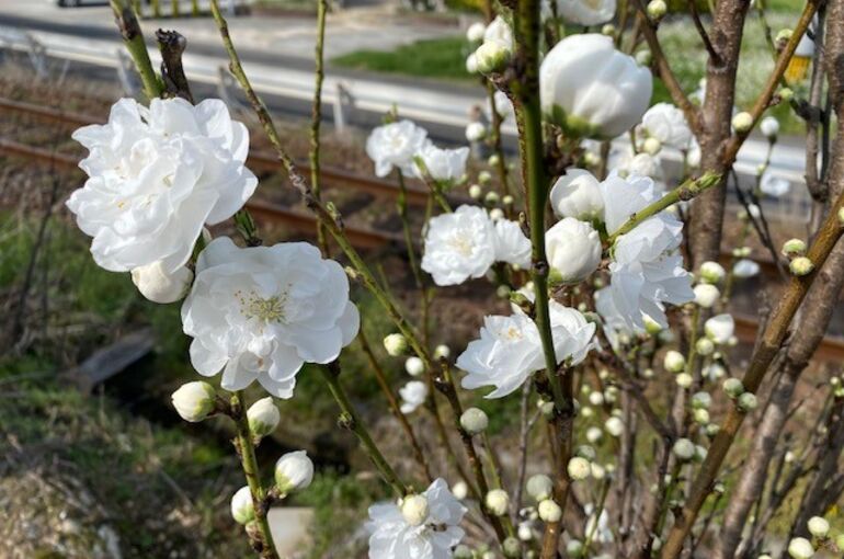 白花①