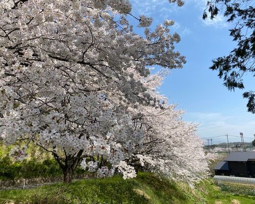 基山桜①