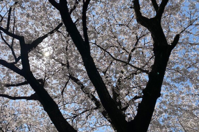 基山桜②