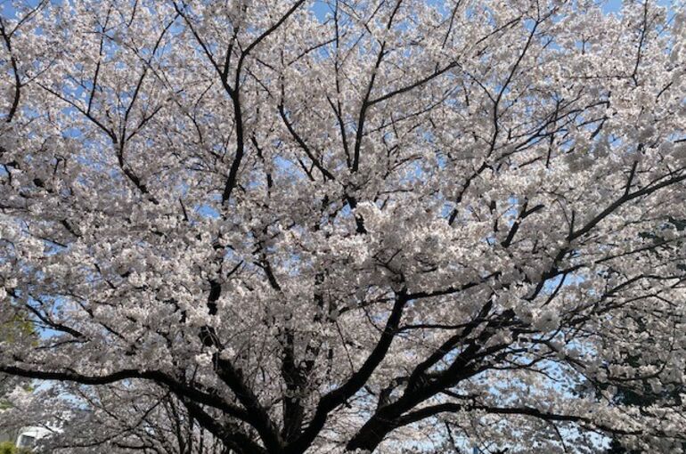 基山桜④
