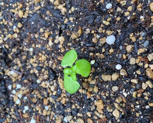 ベビーな小松菜ちゃん