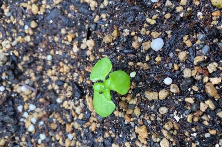 ベビーな小松菜ちゃん